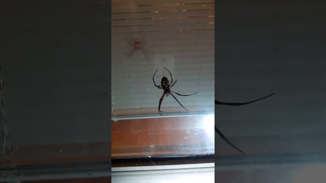 Argiope Aurantia  Yellow Garden Spider Texas