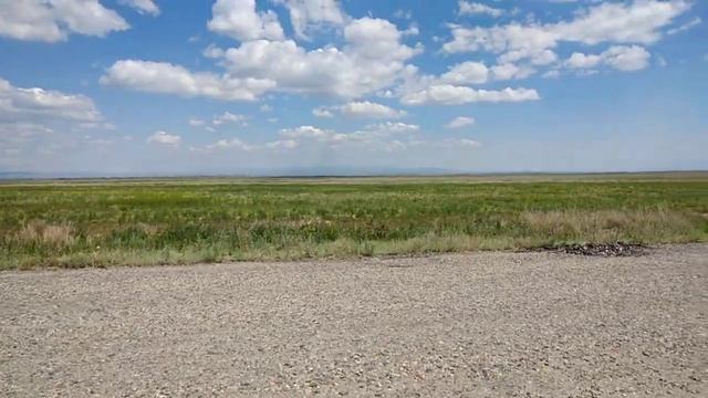 Черепахи, май 2019