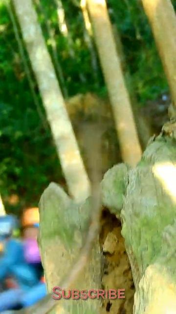 Cute Baby Monkey Bobby #Shorts 38