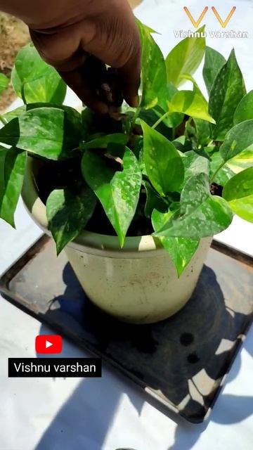 Gardening Hacks & Tips | Video No : 02 #youtube #gardeninghacks #shorts #pothosplant