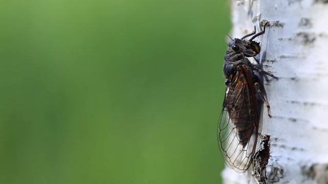 Rare Sight! New Forest Cicada (Cicadetta Montana) 4Of4