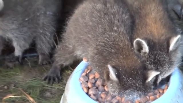 Чрезмерно голодный енот