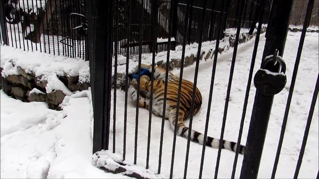 Тигрица Таисия играет с канистрой и с мамой 07.11.18