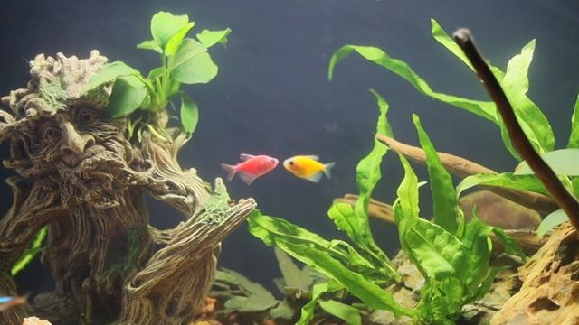 Aquarium - Neon, GloFish Tera, Danio | Live Plants