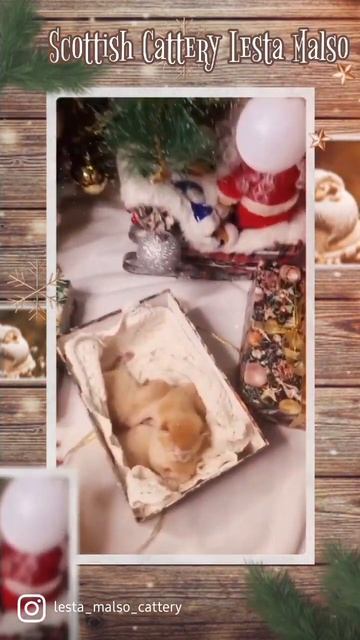 в нашем питомнике шотландских кошек Lesta Malso, тоже есть новогодние пушистые подарочки😊