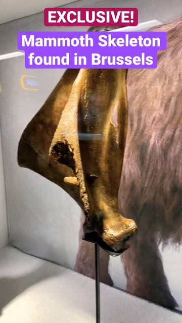 Mammoth Found In Brussels. ‘Exclusive!’