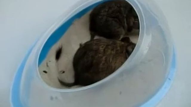 Degus (Mimi & Hazel) Taking A Sand Bath [Slow Motion] Pt. 2