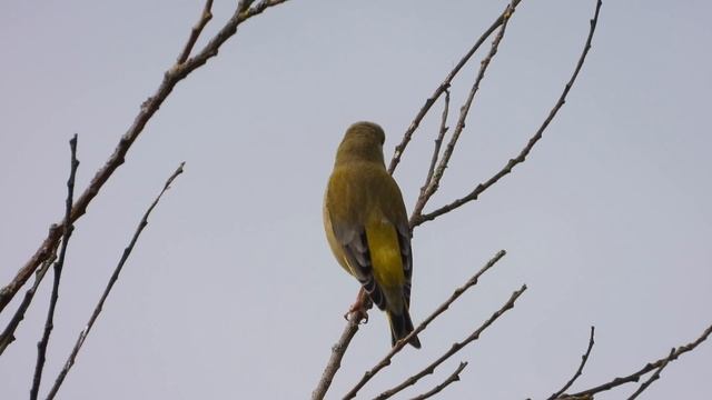 European Greenfinch. Grünfink