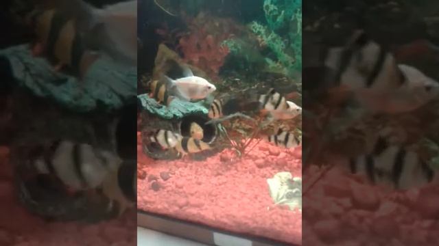 мои красивые рыбки