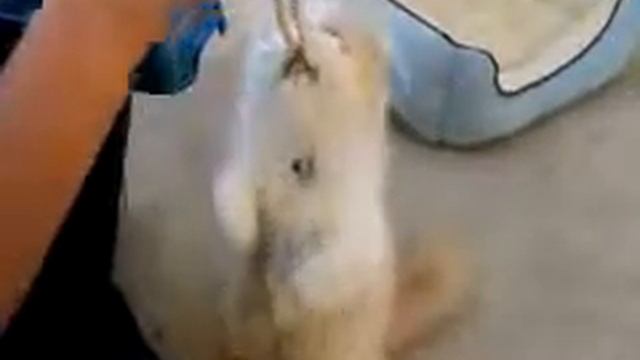 Прикольный кот