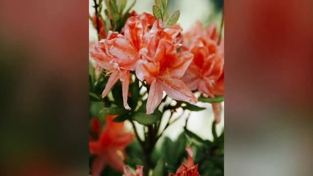 Цветочная идилия