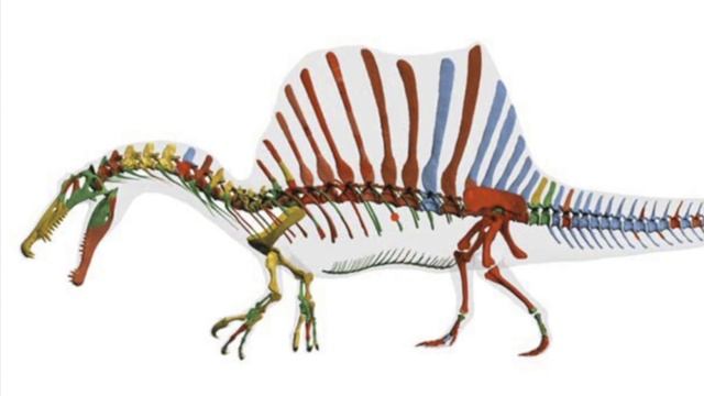 What Did The Spinosaurus REALLY Look Like?!