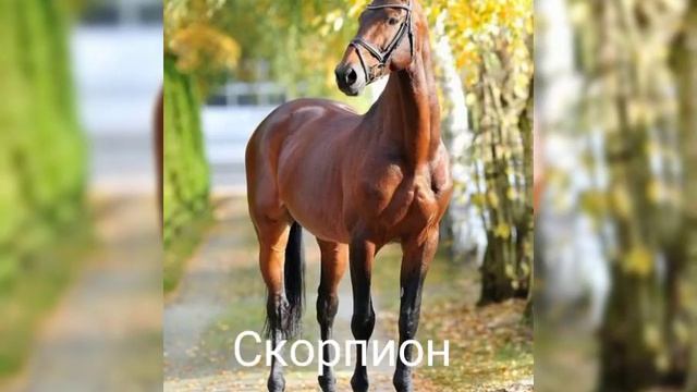 Питомцы знаков зодиака #зз#питомцы