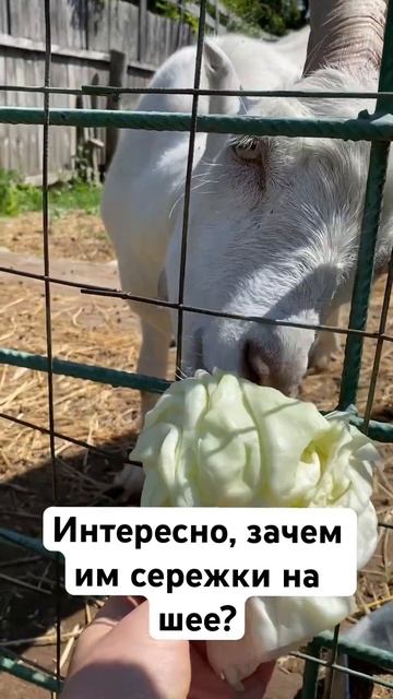 Зачем козам сережки на шее? #ферма #shorts