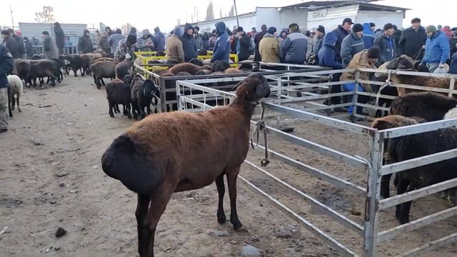 4 тиш Афган Кой. 60 000сом