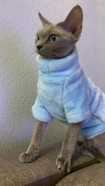 В одном взгляде понятно ВСЁ 😅 Впервые примерили костюм) #котики #кошки #девонрекс #Данадевонрекс