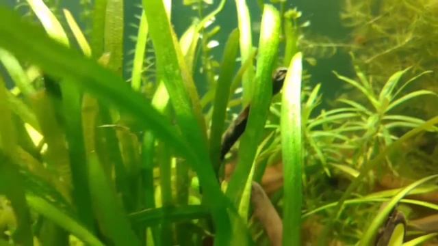 Ficha Técnica Barbo Schuberti  (Puntius Semifasciolatus)