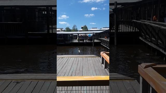 Bird Almost Get Eaten By An Alligator WOW! #amc #apefather #alligator #birds #bird