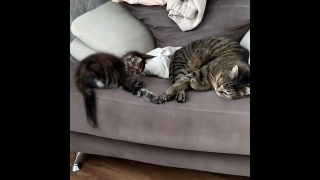 Мейнкун красотка ПОИГРАЙ СО МНОЙ ЧАСТЬ 2 Play With Me, Part 2.