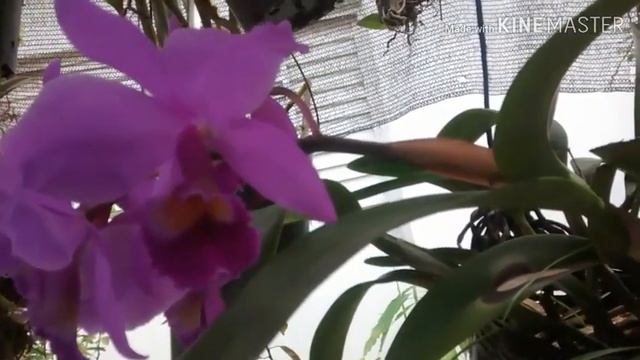 Cattleya Portia Tipo, Em Floração