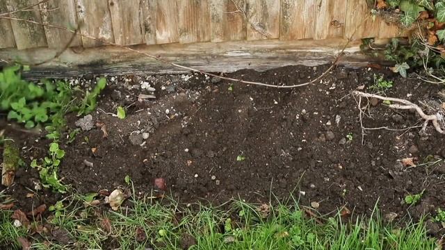 Set Of 2 Cultimate Weeding Tools By Grouchy Gardener On QVC