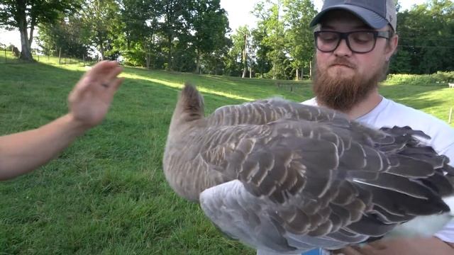The African Goose