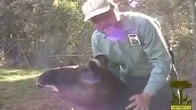 New Arrivals - Mountain Tapirs