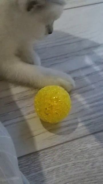 А у меня появилась кошка её зовут Джес💓(она породистая )