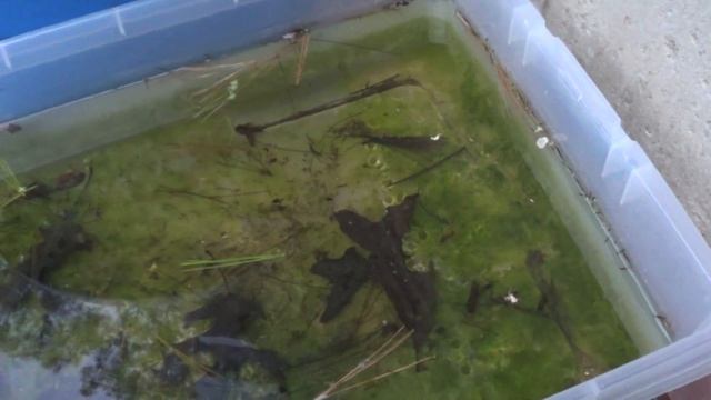 #326: Daphnia Survived The Seasons Outdoors - Tank Tip