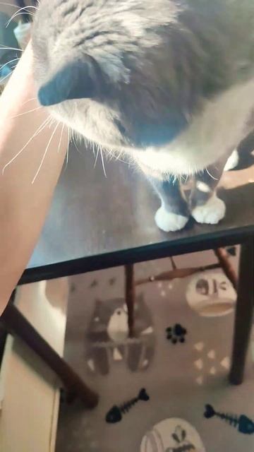 Бонечка на кофе пришла😸🤗😺 #cat #кот #котик #котики #кошка #животные