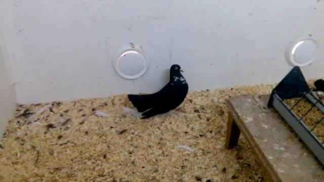 Мордовские рябые. Молодая пара 2016 год.