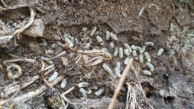 🐜 Lasius Nig3r - Poczwarki Królowych W Naturze
