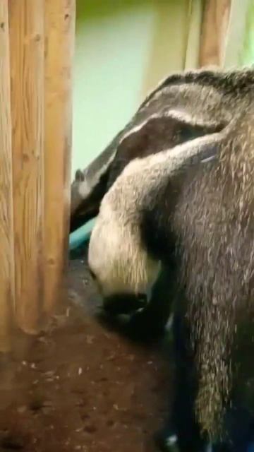 Meet The Anteaters ☺️