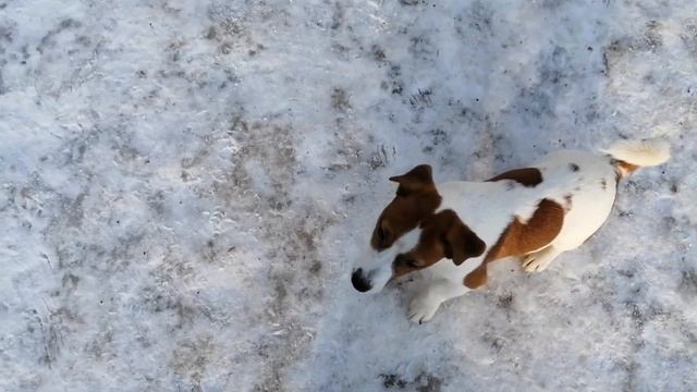 Майкл бегает за мячом (5 месяцев)