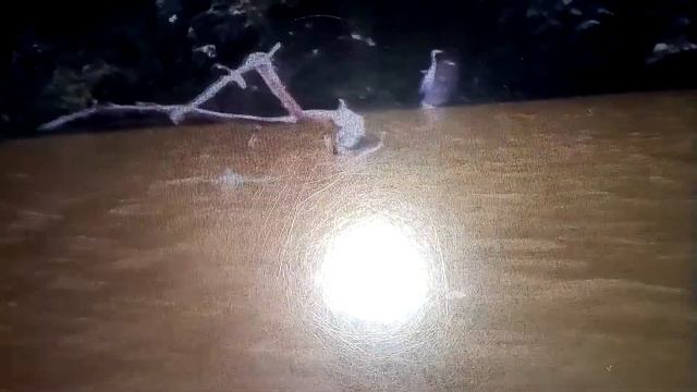 Цапля на озере!🐦