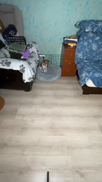 Уборка в доме. Аппи умничка, ждет и не мешает. #dog #джекрасселтерьер #jrt