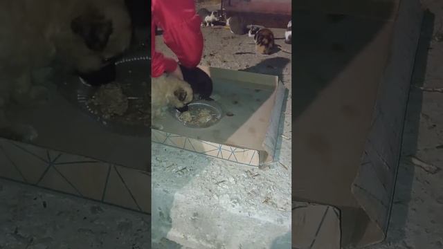 Щенки выброшенные на мусорку.