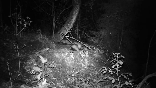 Хроники ГОРОДА БАРСУКОВ -7