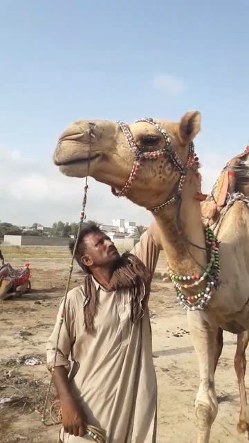 WowLook😎#Short#shortsvideo#camels