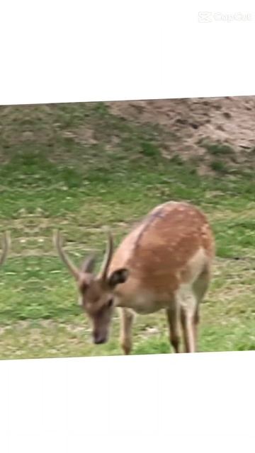 Mufloni A Daňci Naše Zvířátka😅🤟