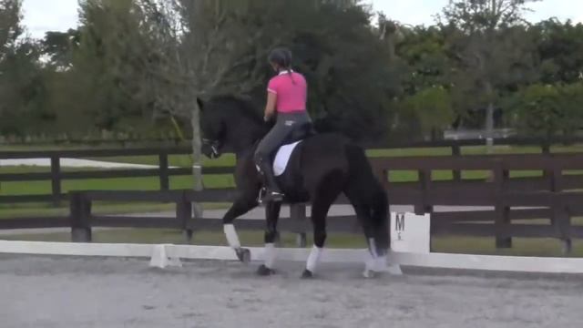 Euro - 11 Yr Old PSG Gelding - For SALE