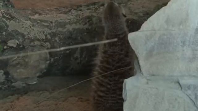 Переезд по африкански