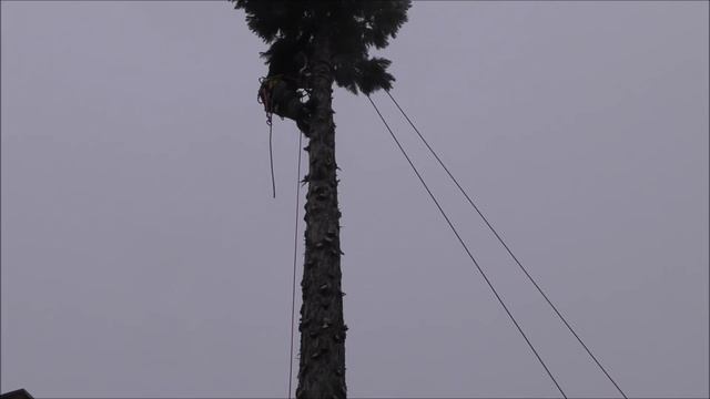 FŰRÉSZ MÁNIA ÉS A MAMMUTFENYŐ AZ UDVARBAN