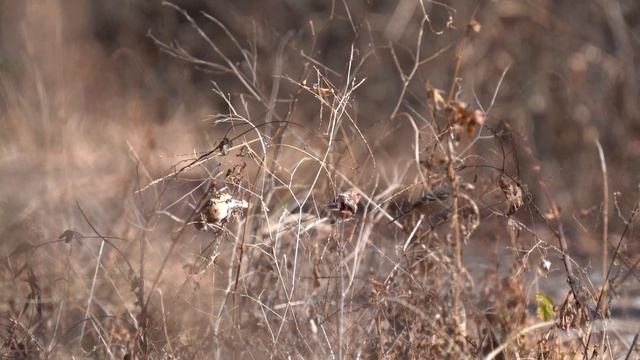 4K Video Of Uragus Sibiricus ベニマシコ