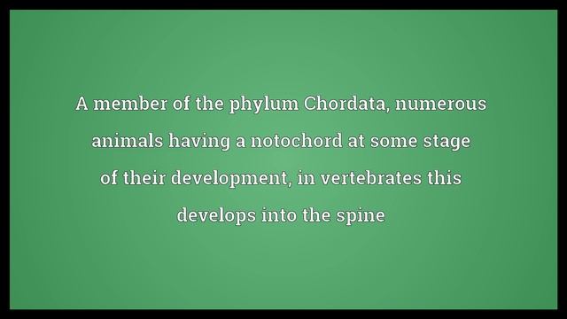 Chordate Meaning
