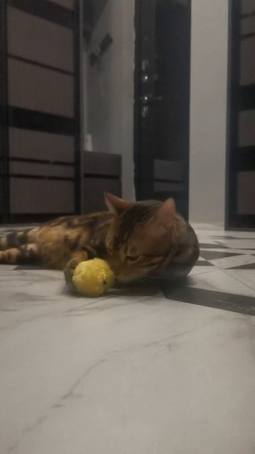 Интерактивная игрушка 🐈