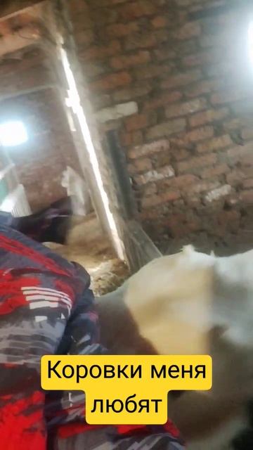 Жизнь в деревне #индейка #бройлеры #жизньвдеревне #ферма #крс #деревня #жизньвкайф #автоклав