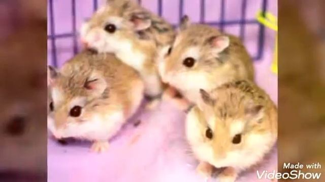 Смешные хомяки