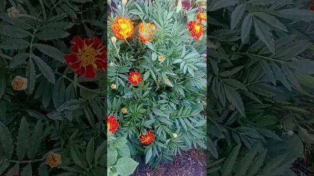 как я люблю свои колеусы🙂🔥