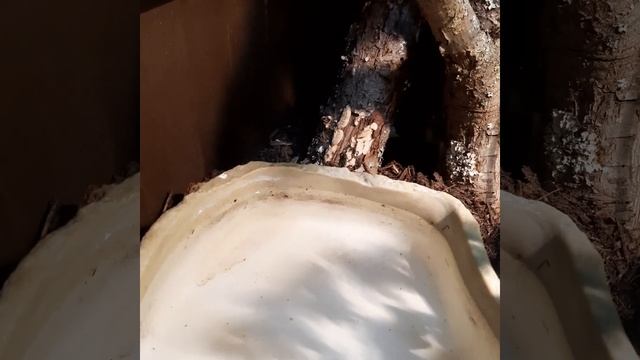 Lampropeltis Californiae NZ 2015